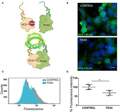 The inhibition of NCS-1 binding to Ric8a rescues fragile X syndrome mice model phenotypes